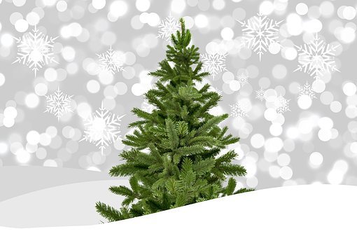 Fir-Tree